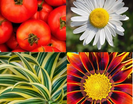 Plant Fair
