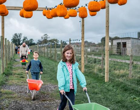 Pumpkin Picking 2024 at Walby Farm Park in Crosby-on-Eden, Cumbria