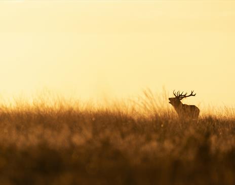 Deer at sunset at RSPB Wild Haweswater in the Lake District, Cumbria
