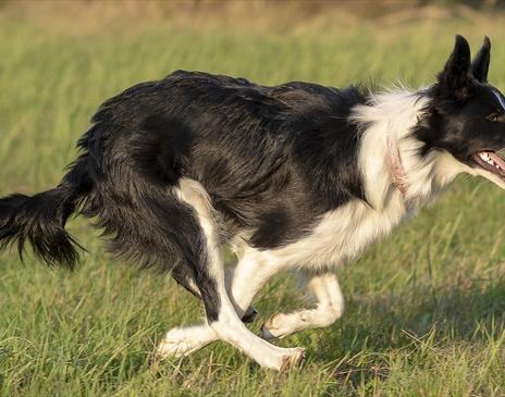 Dog at the Lake District Sheep Dog Trials