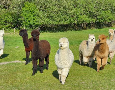 Wreay Syke Alpacas - The Herd