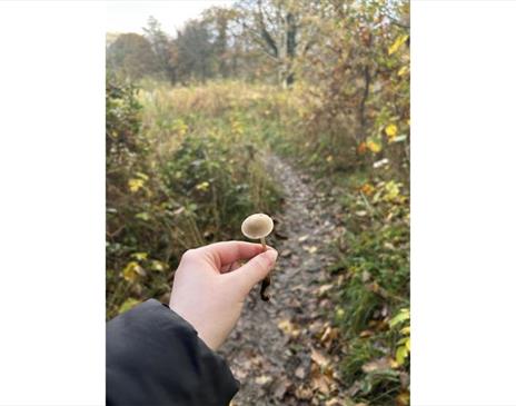 Person holding a mushroom Infront of a trail in a forest