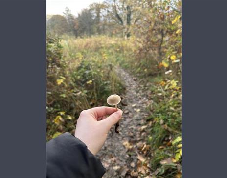 photo of a person holding a mushroom in front of a nature trail