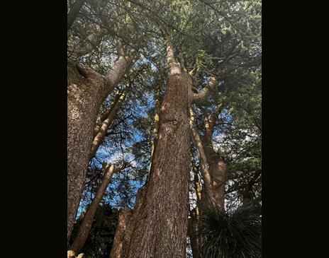 Photo of a tree trunk