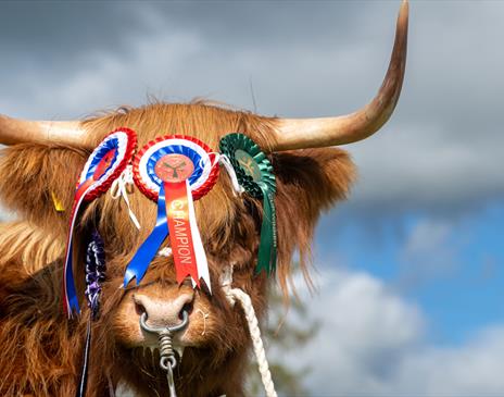 Award winning highland cow at Westmorland County Show in Crooklands, Cumbria