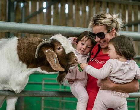 Animal Experiences at Walby Farm Park in Walby, Cumbria