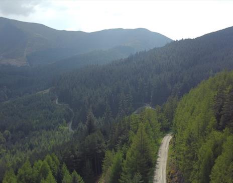 Whinlatter Forest pop up sauna