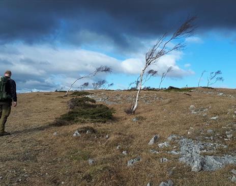 The Woodsman’s Walk - A Full Day Guided Walk in South Lakes with Green Man Survival