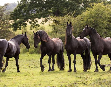 Horses at The Friesian Experience at Greenbank Farm in Cartmel, Cumbria