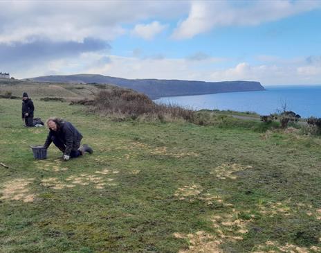A ranger planting spring seeds on the coast of cumbria