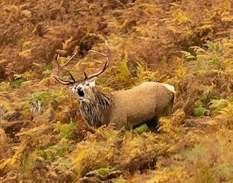 Red Deer Rut - Autumn Hikes