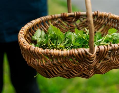 A wicker basket full of herbs