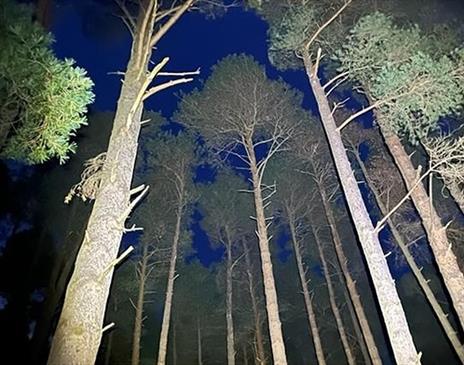 Dark skies adventure fell walk at Whinlatter Forest in the Lake District, Cumbria