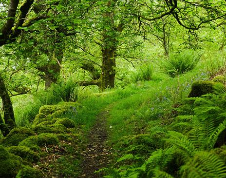 Forest Bathing at Wild Haweswater