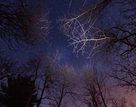 View of the night sky filled with stars, seen through the silhouettes of tall trees with bare branches reaching upward