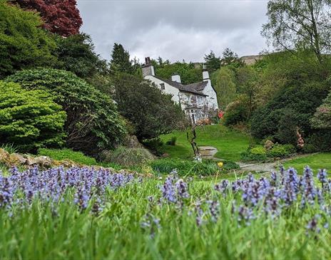 Flowers in a field with a house in the background