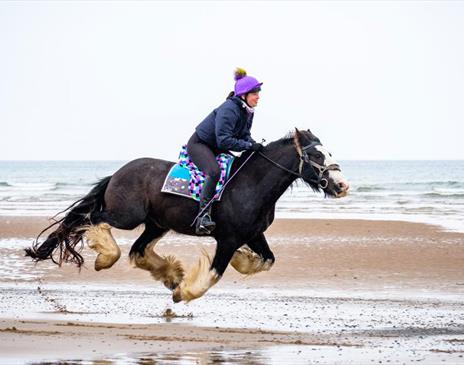 shire horse riding