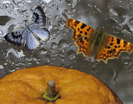 Nancy's Orange and The Butterfly Collector