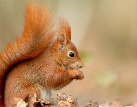 Red Squirrel at Whinlatter Forest in the Lake District, Cumbria