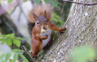 Red Squirrels at Smardale Gill Nature Reserve near Kirkby Stephen, Cumbria