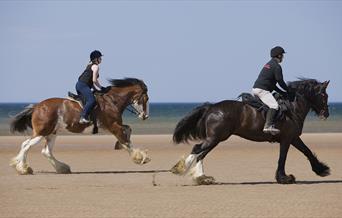 Cumbrian Heavy Horses in Millom, Cumbria