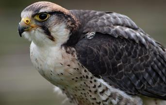 Hawk at the Hawk & Owl Centre at Muncaster Castle in Ravenglass, Cumbria
