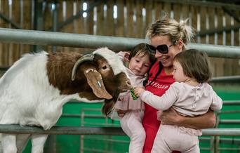 Animal Experiences at Walby Farm Park in Walby, Cumbria