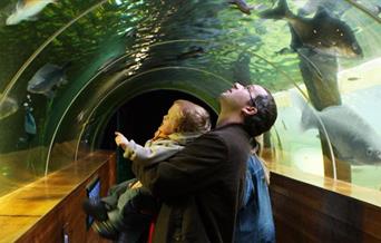 Family Viewing Fish in the Underwater Tunnel at Lakes Aquarium in Newby Bridge, Lake District