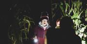 Visitors Exploring the Maize at Night at Lakeland Maze Farm Park in Sedgwick, Cumbria