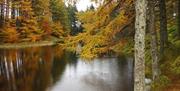 Grizedale Forest