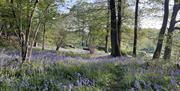 Bluebells in the woods by Crumble Cottages near Cartmel, Lake District