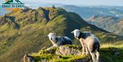 Herdwick Sheep, as seen on a Holiday with Coast to Coast Packhorse in the Lake District, Cumbria