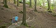 Woodland Walk near Allan Bank in Grasmere, Lake District © National Trust Images, Paul Harris