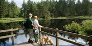 Grizedale Forest