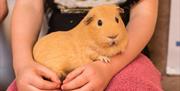 Child Holding a Guinea Pig at Lakeland Maze Farm Park in Sedgwick, Cumbria