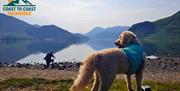 Visitor and dog on a Walking Holiday with Coast to Coast Packhorse in the Lake District, Cumbria