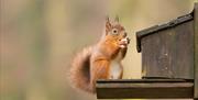 Red Squirrel at Allan Bank in Grasmere, Lake District © National Trust Images, Michael Hirst