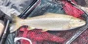 Fish caught on a fishing trip with West Pennine Angling Solutions in the Lake District, Cumbria