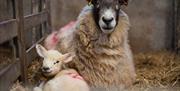 Sheep and Lamb at Lakeland Maze Farm Park in Sedgwick, Cumbria