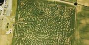 Aerial View of the Maize, in the Shape of a Flying Owl, at Lakeland Maze Farm Park in Sedgwick, Cumbria