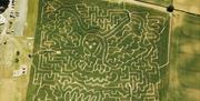 Aerial View of the Maize, in the Shape of a Flying Owl, at Lakeland Maze Farm Park in Sedgwick, Cumbria