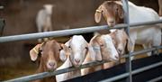Goats at Lakeland Maze Farm Park in Sedgwick, Cumbria
