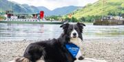 Dog with Ullswater 'Steamers' bandana on the shores of Ullswater