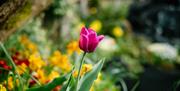 Tulip at The Peter Rabbit Garden at The World of Beatrix Potter in Bowness-on-Windermere, Lake District