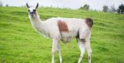 Llama at Lakeland Maze Farm Park in Sedgwick, Cumbria