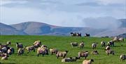 Livestock near The Quiet Site Holiday Park in Ullswater, Lake District