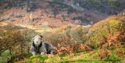 Photo of a Sheep, taken at a Farms & Fells Photography Workshop with Amy Bateman Photography Ltd in the Lake District, Cumbria