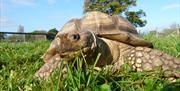 Tortoise at The Lake District Wildlife Park in Bassenthwaite, Lake District