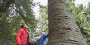 Experience nature at Aira Force Woods in Matterdale, Lake District © National Trust Images, Stewart Smith