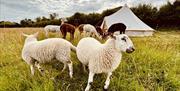 Alpacas and Sheep at All About Alpacas in Cartmel, Cumbria